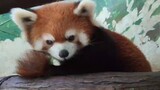 [Hewan] Lucunya panda merah!