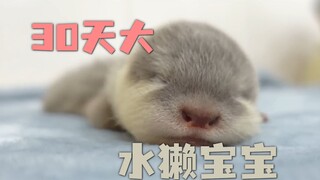 和一个月大水獭宝宝的亲密接触，可爱程度超乎想象！