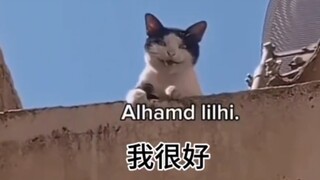 Funny things only Arabic speakers can understand // Arabic-speaking kittens