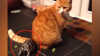 A turtle used its head to push the cat's butt hard, and the cat was pushed so hard that it doubted i