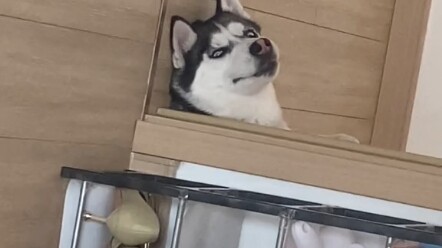 ฉันบอกว่ามันโคตรคูล มันยังพยักหน้าเห็นด้วยอีกเลย