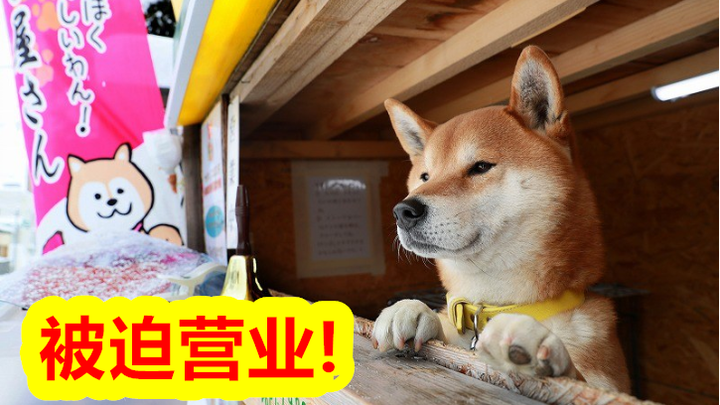 In Sapporo, Hokkaido, a Shiba Inu is “forced to work” selling sweet potatoes. No bragging here—if th