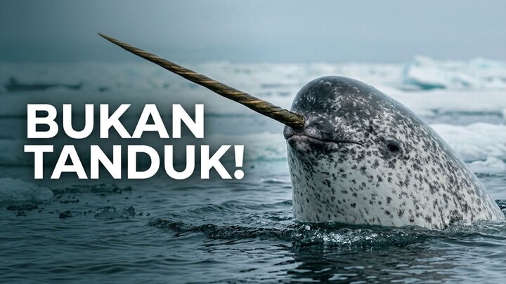 Gading Narwhal Ternyata Bukan Tanduk, Melainkan Gigi Taring yang Diduga Bisa Merasa