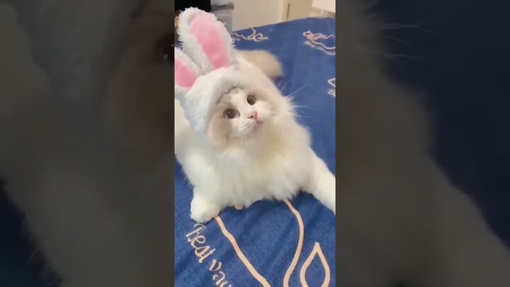 cute cats, beautiful Pinay #trending #viral #shortvideo #shorts #cat #catlovers #tiktok #fyp