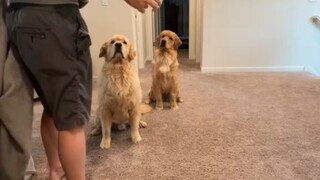 和修狗玩捉迷藏游戏