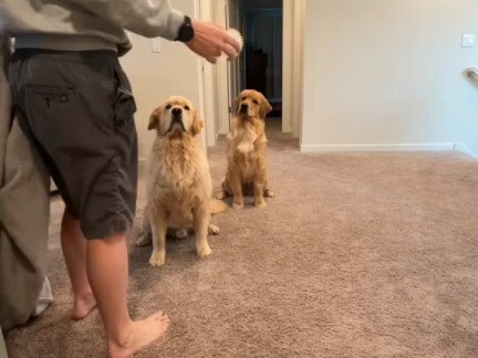 Bermain petak umpet dengan anjing Xiu