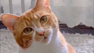 Listen to the cat~