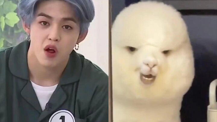 [SEVENTEEN] [Choi Seungcheol] A camel! It really does look quite similar, doesn’t it?