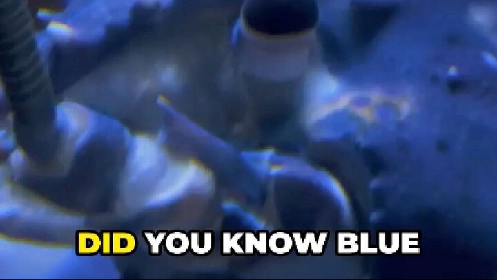 The Truth Behind Blue Lobsters: It’s All Genetics