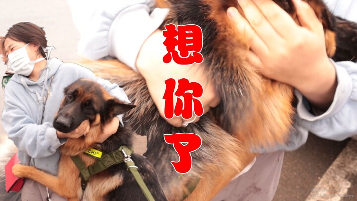 Five months later, when Gouzi saw his owner again, he acted like a little kid, constantly cuddling a