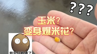 玉米？变身爆米花？