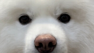 单身狗就在家过节吧