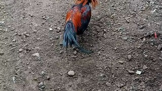 sayaw ng sbr at kelso