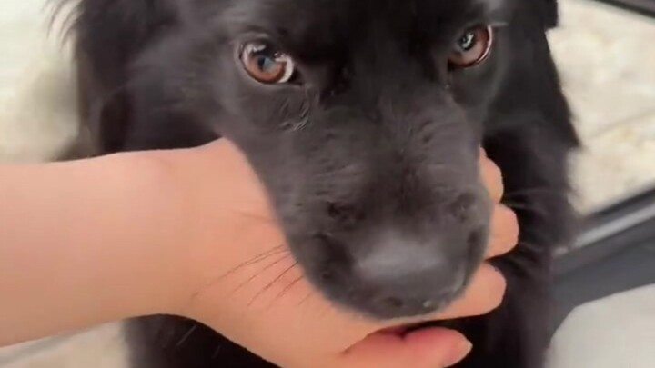 การกัดมือ คือพิธีกราบที่สูงที่สุดในโลกของสุนัข!