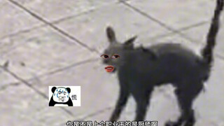 猫：真是一场酣畅淋漓的救援