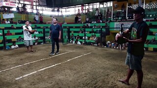 NDCA  claret x kelso line