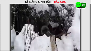 Thử thách sinh tồn _ ở Bắc Cực 100 P21