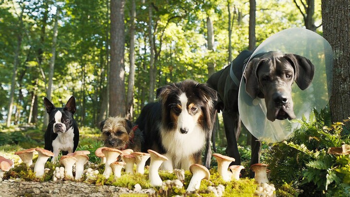 Unleashing primal instincts! An R-rated canine comedy! Hilarious revenge comedy "Strays" drops new t