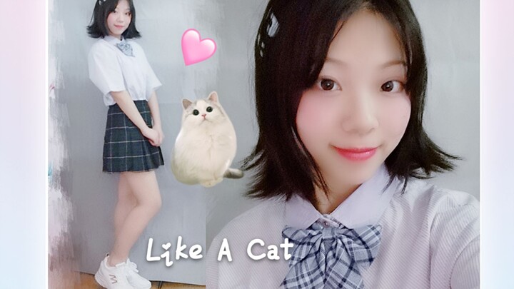 [❀First Dance Submission❀ /Tuer Yaoyao] The cat steps lightly and playfully Like A Cat A cat with a 