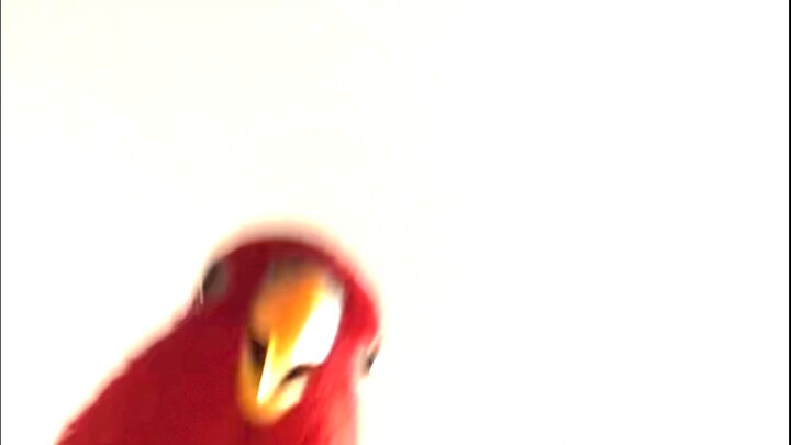 Chim đỏ 🍅 Gumi-chan Pa! wuewuewuewue!!