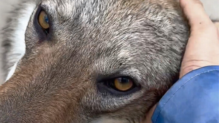 [Anjing Serigala Ceko] Beberapa anak anjing, ketika disentuh... berubah menjadi serigala