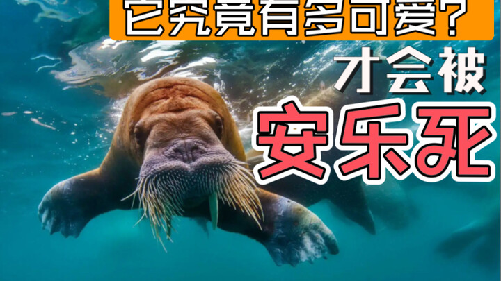 Just how adorable was this walrus? It was forced to be euthanized!