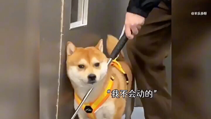 Đời chó bạc bẽo