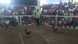5k hatch win champion 2 cock