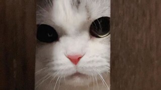 Apakah anak kucing mengerutkan kening?