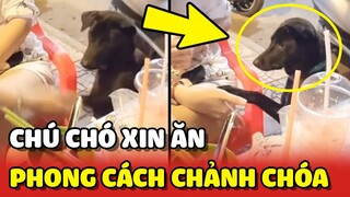 Anh chó ĐẸP TRAI và phong cách XIN ĂN CHẢNH CHÓA nhất cộng đồng tiktok 😂 | Yêu Lu