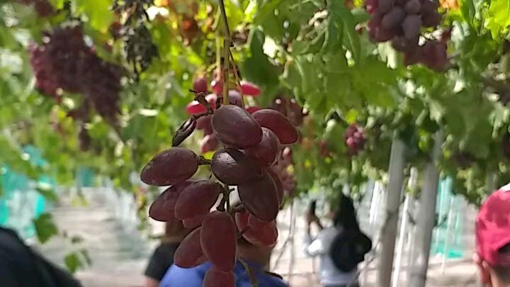 I'm losing grapes here!🤣.  Here in Gensan, you can see thousands of grapes hanging😉