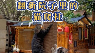 Today, I asked Bajiao to bring back the rope to renovate the cat tree in the yard~