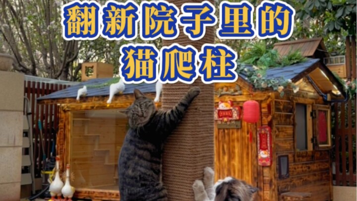 วันนี้ให้ปาตี๋ดึงเชือกกลับมาปรับปรุงเสาปีนแมวในสวน~