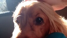 #可愛的狗,狗, #dogs, #beautifuldog, #cães, #animals