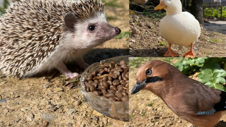 The Call duck is so mischievous, always snatching snacks from the kids.