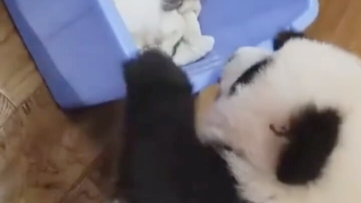 Aku akan mendorong adik perempuanku untuk minum susu dari pengasuh bayi～