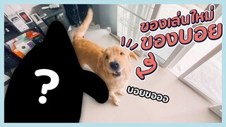 อะไรคือของเล่นใหม่ ที่ทำให้บอยเสียอาการขนาดนี้!! || บอย ไดอารี่ EP.3