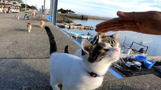 Sitting in the cat island, you will be surrounded by cats soon