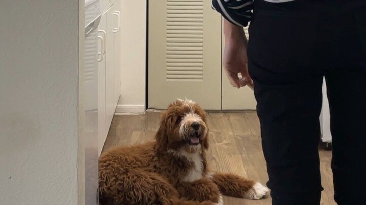 Nghi thức trước bữa ăn kỳ cục của cún con