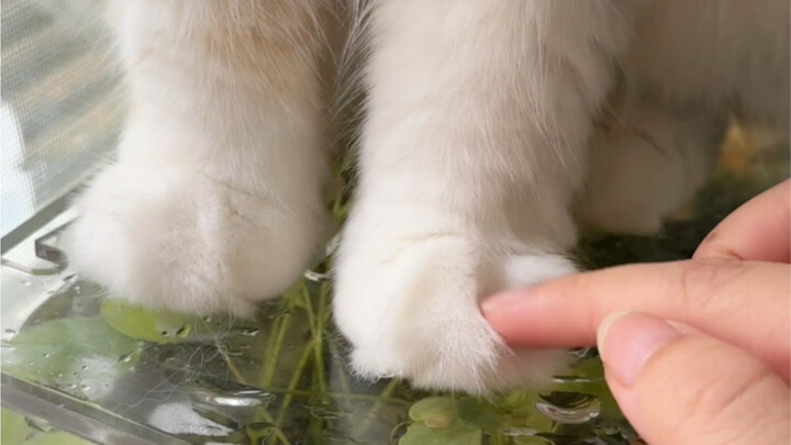 It's so hard to train a kitten! (crying)