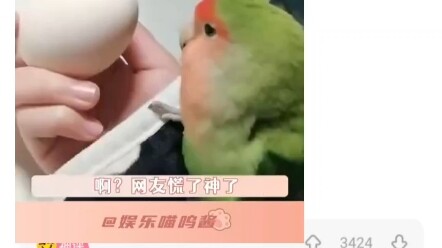 So now I finally understand why my bird has been randomly leaving feathers for me!