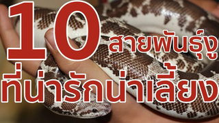 10 สายพันธุ์งูที่น่ารักน่าเลี้ยง