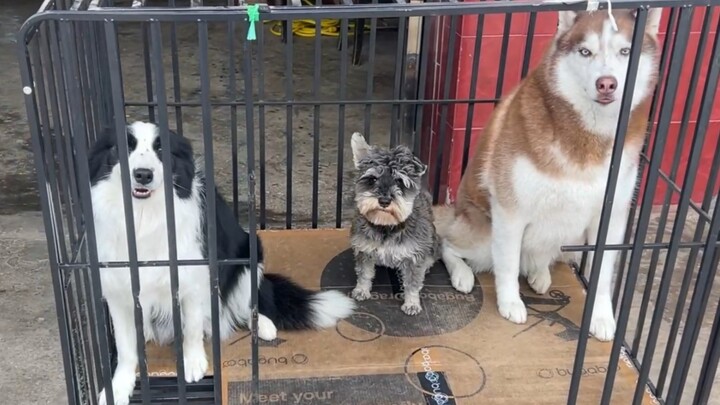 Husky: A golden nest or a silver nest can't beat your own doghouse!