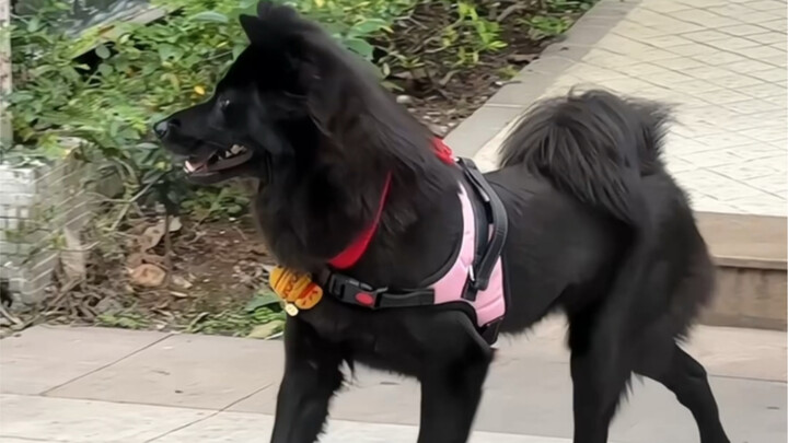 هذا هو كلب الحقول الصيني الحقيقي!