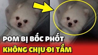 Bé chó Pom bị Sen bốc phốt Ở DƠ, trốn mẹ không chịu ĐI TẮM 😂 | Yêu Lu