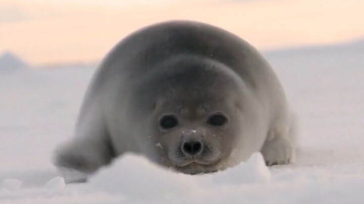 الفقمة الصغيرة: ذروة الجمال واللطافة (متعة خالصة بلا علامة مائية)