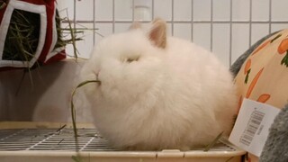The Year of the Rabbit is all about watching the rabbits eat!