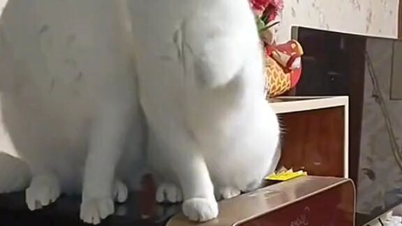 cat TikTok trend 😅😅