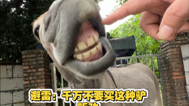 Peringatan: Jangan beli keledai kecil yang konyol seperti ini, dengarkan nasehat!