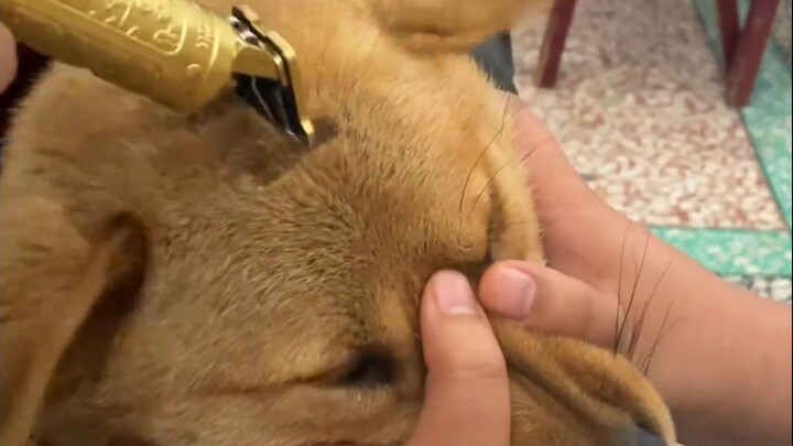 Chú chó: Cả đời chưa bao giờ thấy ngớ người đến thế!